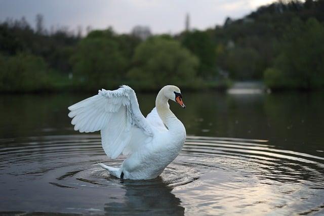 Prozkoumejte různé možnosti přidání fotografií a videí ke sdělení zásnub