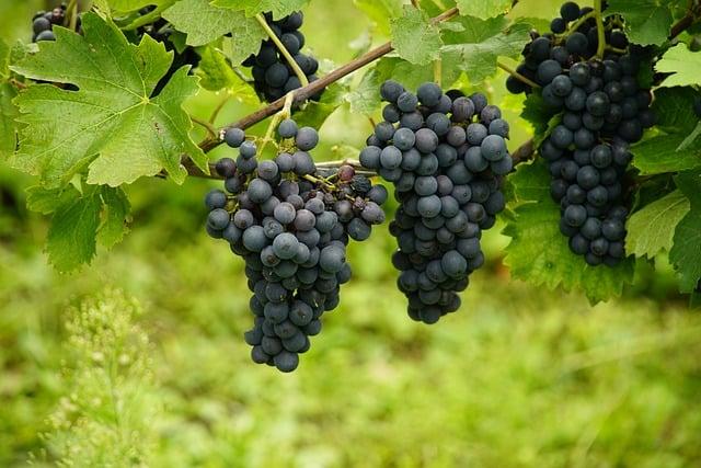 Exploring the Vineyards and Winery